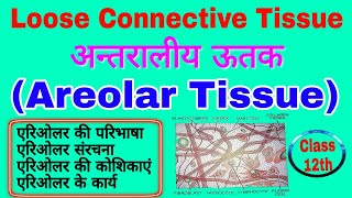 एरिओलर ऊतक  areolar connective tissue  connective tissue in hindi  areolar tissue biology science [upl. by Akeimahs946]