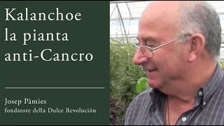 Kalanchoe la pianta anti Cancro  Josep Pàmies SubItaliano [upl. by Amada]