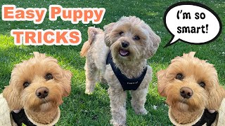 Cute Maltipoo does his favourite tricks  Life with a Maltipoo Puppy [upl. by Aline]