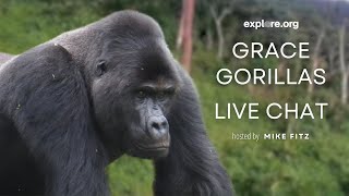 Gorilla Care and Family Dynamics  Explore Live Events [upl. by Amund708]