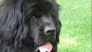 i love newfoundlands [upl. by Anevad]