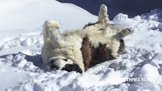 Ours le SaintBernard Par un Bel Hiver [upl. by Gwendolyn]