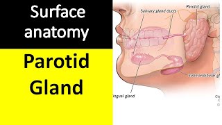 Surface marking of parotid gland and parotid duct [upl. by Shulem]