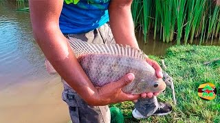 Buscando Tilapias En Lagunas  pesca de tilapias [upl. by Og771]