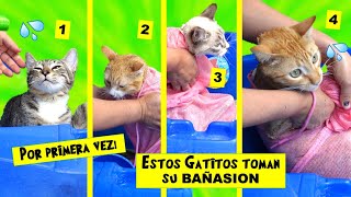 COMO BAÑAR 4 GATOS SIN FRACASAR EN EL INTENTO  🙀🚿💦CatVlog DivertiCats [upl. by Assenal]