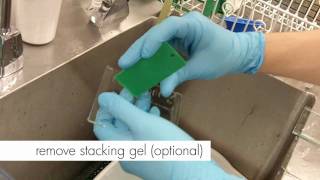 How to Stain an SDSPAGE gel [upl. by Kcam]