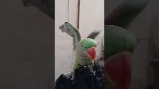 Sweetu 🦜Playing parrot amazonparrot birds trending trendingshorts new [upl. by Esiouqrut]