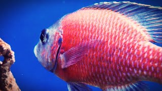 Copadichromis Borleyi Kadango Red Fin Borleyi African Cichlid tank boss 4k [upl. by Eeznyl]