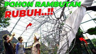 KABAR DUKA POHON RAMBUTAN RUBUH NASIB RUMAH POHON GIMANA [upl. by Eilatan183]