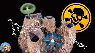 How Sea Sponges Are Helping Us Cure Cancer [upl. by Adneral117]