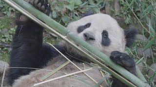 Giant Pandas coming to San Diego Zoo from China [upl. by Bryner]