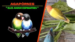 Agapórnis 🐦  Eles amam espinafres [upl. by Klarrisa810]