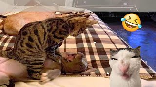 Try Not To Laugh Cats And Dogs Videos 😁  Best Funniest Animals Video 2024 1 [upl. by Bambie]