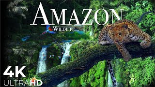 AMAZON Wildlife 4K • Rainforest Relaxation Film  Nature Video UltraHD [upl. by Ahseneuq]