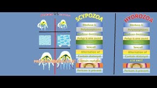 Difference between hydrozoa and scyphozoa [upl. by Rolat200]