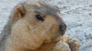 Himalayan Marmot 3mp4 [upl. by Janeczka]