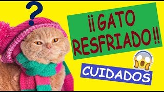 Como Curar a Mi Gato Resfriado de Gripe [upl. by Asilahs]