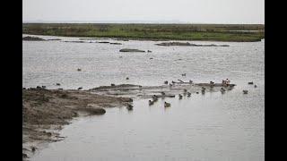 Morecombe Bay Marshes  Leighton Moss Special 2 [upl. by Airtemak]