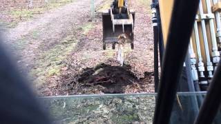 Excavator Stump Removal Cat 3035 [upl. by Hester937]