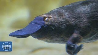 Duckbill Platypus  Australia [upl. by Abbate]