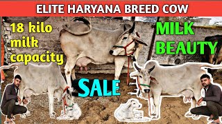 FOR SALE🤟ELITE HARYANA BREED COW👌18 kilo milk capacity👍MILKBEAUTY👉niche RAMU ka beta [upl. by Apfelstadt]