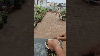 how to grow lantana plant from seeds [upl. by Decima]