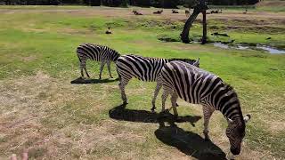 Werribee Open Range Zoo [upl. by Llednew]