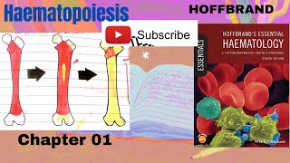 HematopoiesisHoffbrand  Hamatology lecture 1 [upl. by Eentirb]