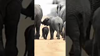 Top 10 Longest Living Animalstop10top5top10animalselephantyoutubeshortsshortsfeedanimals [upl. by Ynaffet]