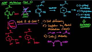 APAP Metabolism part 2 [upl. by Nairbal]