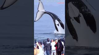 Watching a huge orca whale slap its tail [upl. by Atteuqcaj]