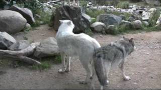 WC Video  22 September 2009  Wolf Exhibits are sensitive to noise and disturbance [upl. by Etnahsal]