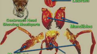 Cockroach dissection  Digestive system [upl. by Palumbo]