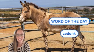 Dictionarycoms Word of the Day zedonk [upl. by Fiora]