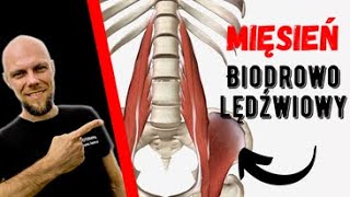 Mięsień biodro  lędźwiowy  anatomia przyczyny bólu objawy i autoterapia [upl. by Madeleine738]