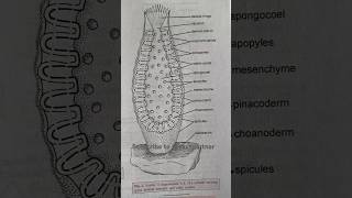 Scypha  Sycon shorts shortvideo biology [upl. by Karlan909]