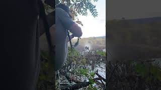 First shots to get em flying outdoors woodducks fun funny fnfboyz wildlife swamppeople [upl. by Sirad]