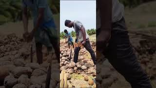 Coconut husking short viral trending coconuthusk coconut speedworkers [upl. by Rashida]