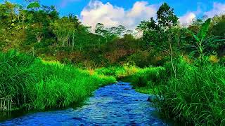 Green Tropical Rainforest Nature Sounds River Flow for Sleeping relieve stress [upl. by Purity]