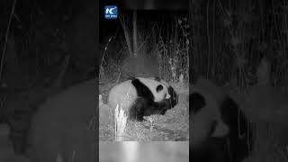 Rare footage of wild giant pandas mating captured in NW China [upl. by Galan]