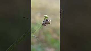 This is a Parthenium beetle also known as the Mexican beetle tingidae buryingbeetle lacewing [upl. by Eldrida]