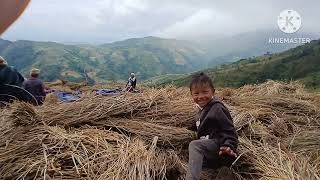 Paddy harvesting chingmi gi punc [upl. by Aeret900]