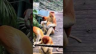 Proboscis Monkey Amazing Video  Eatw leaves [upl. by Nahgiem634]