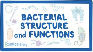 Bacterial Structure and Functions [upl. by Concoff741]