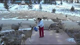 Deer Flock to Womans Doorstep to Feed [upl. by Yovonnda]