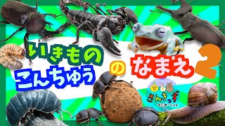 【子供向け 昆虫アニメ】昆虫や無脊椎動物など生き物の名前を覚えようpart 2★カブトムシ、ダンゴムシ、カタツムリなど人気のいきもの17種が大集合！【 夏休み向け★虫さん 生き物の知育動画】 [upl. by Anitnamaid]