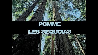 Les Séquoias  Pomme piano cover amp impro [upl. by Gwenora]