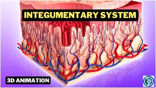 Human Integumentary System 3D Anatomy and Physiology Animation [upl. by Thorman]