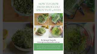 How to Sprout Broccoli Seeds in 4 days at home using Sprouted Australias premium sprouting kits [upl. by Tallulah]