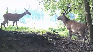 Rykowisko już blisko piękny jeleń szalał i skakał razem z samicami [upl. by Gurango282]